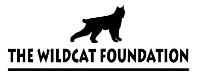 The Wildcat Foundation